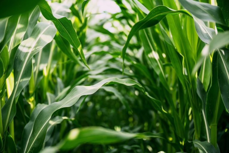 Corn leafs