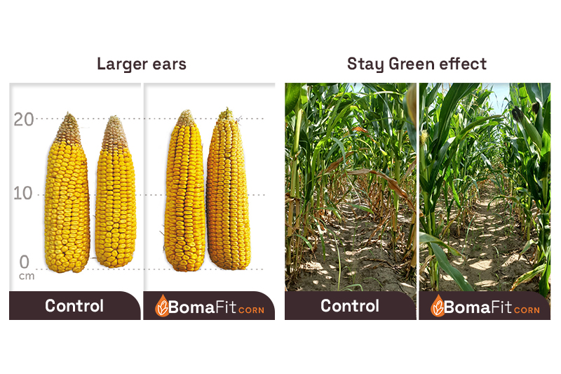 BomaFit Corn benefits 3 and 4