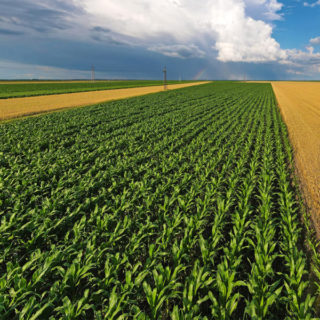 Broad Acre Crops Corn Wheat