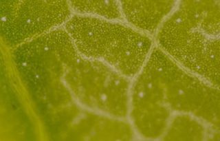 Close up picture of a leaf