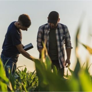 Agronomists working in the fields