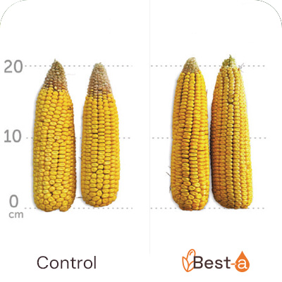 Increased spike size & TKW