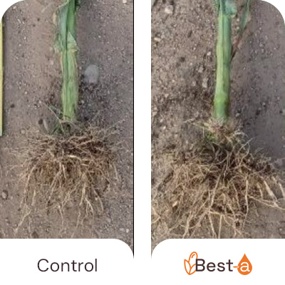 Increased root development