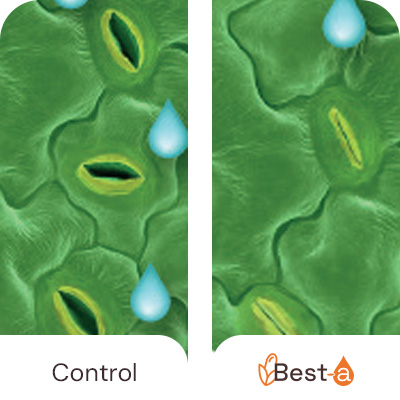 Partial stomatal closure