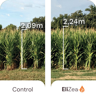 Increased biomass