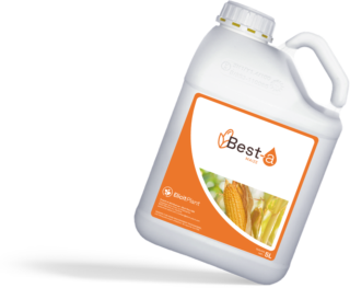 Best-a Maize