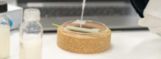 Chemistry Phytosterol Plants