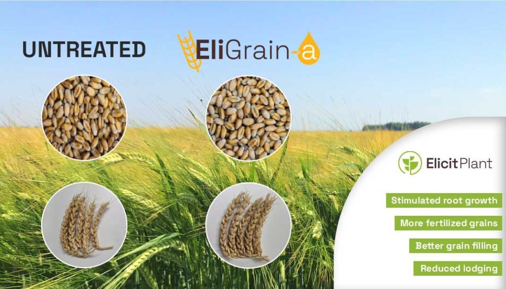 EliGrain-a compared to untreated-EN