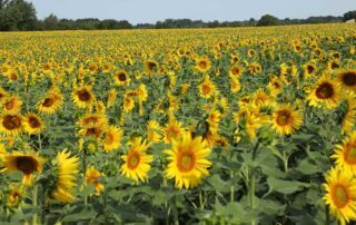 Sunflower field crops