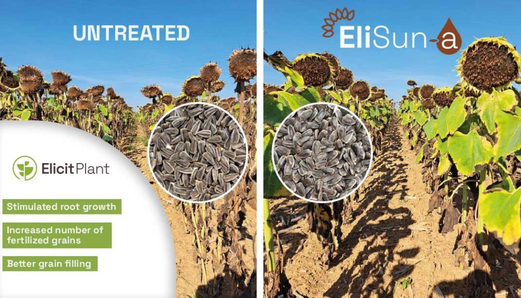 EliSun-a compared to untreated-EN