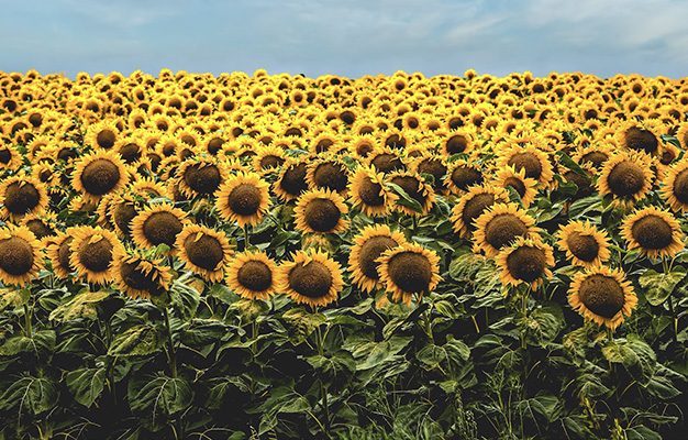 Sunflower field