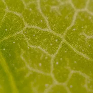 Phytosterols of plants