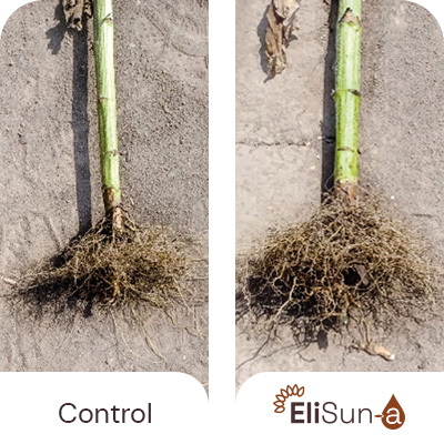 Increased root mass (+38% in length)