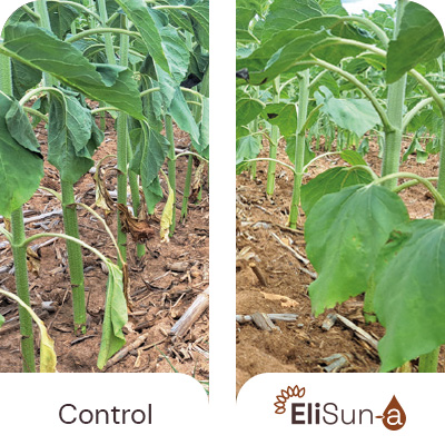 Less wilting (-16%) and reduced leaf yellowing