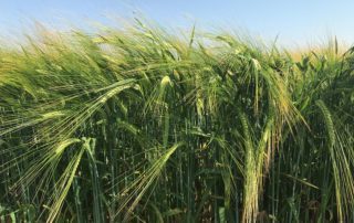 Spring Barley field crops