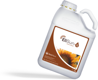 EliSun-a Sunflower