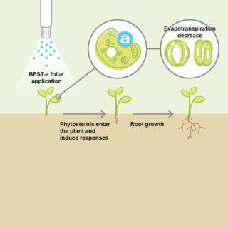 How phytosterols work