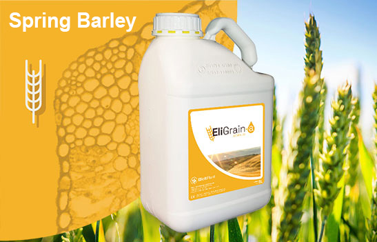 See EliGrain-a Spring Barley