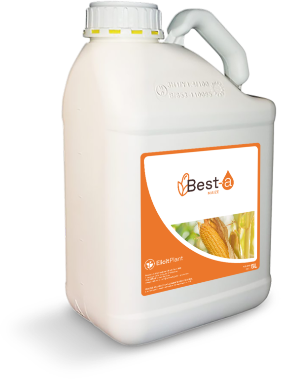 Best-a Maize for Corn Drought Stress
