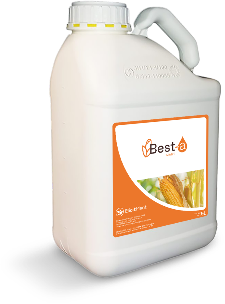Best-a Maize for Corn Drought Stress