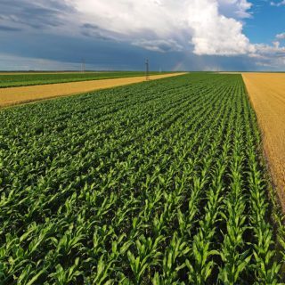 broad acre crops, Maize and wheat