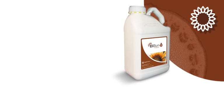 EliSun-a Category photo