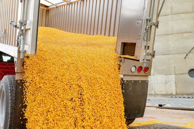 Truck dumping corn grain