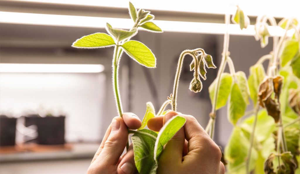 Comparison of water-stressed and non-stressed soybean sprouts