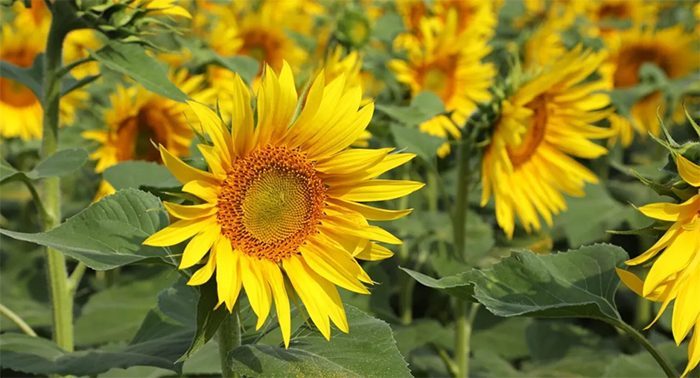 Elicit Plant’s Breakthrough in Agri-Biotech