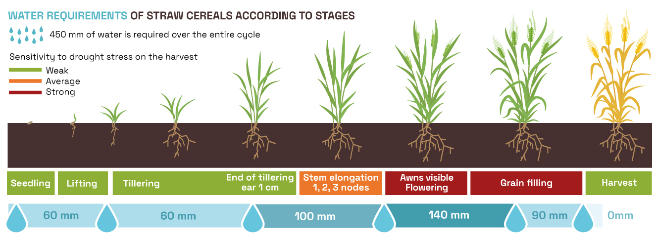 Water requirements of straw cereals according to stages