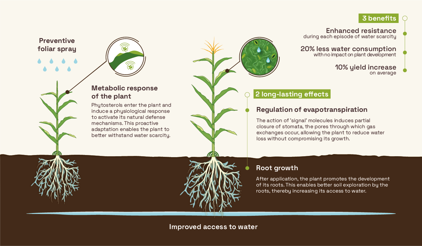 Phytosterols action diagram