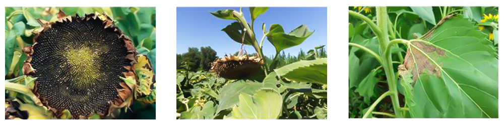 Sunflower Boron Deficiency