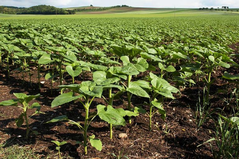 Sunflower Field