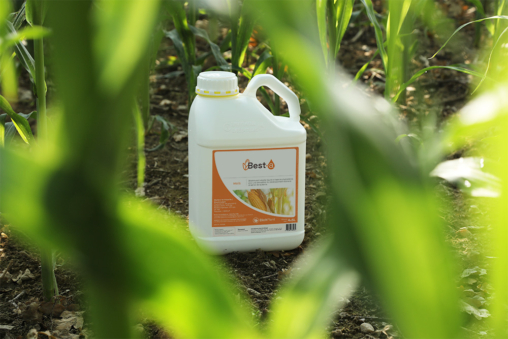 Best-a jug in a corn field