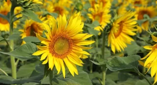 Elicit Plant Latest News: Prepares to Enter US Market with Drought Mitigation Technology