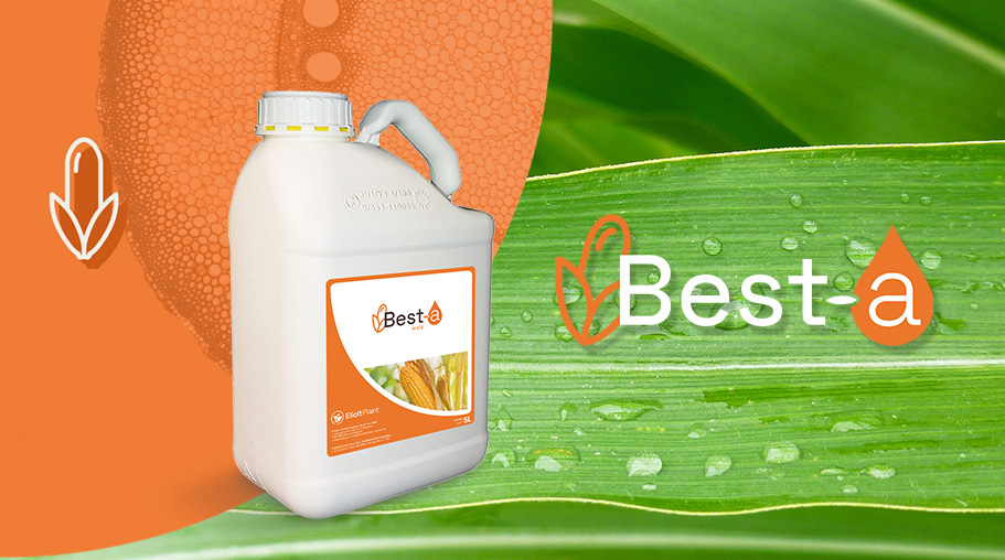 Corn crop management: benefits for both rainfed and irrigated corn with Best-a