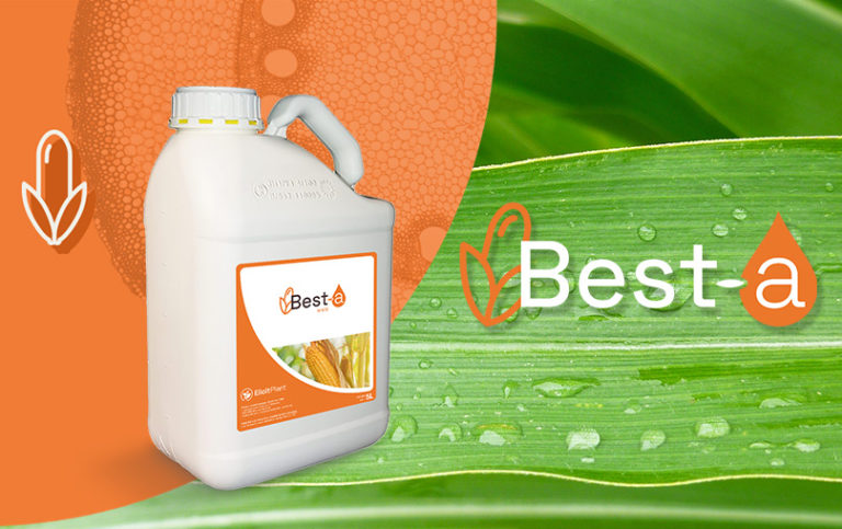 Corn crop management: benefits for both rainfed and irrigated corn with Best-a