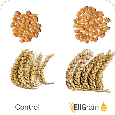 Increased ear fertility and thousand grain weight