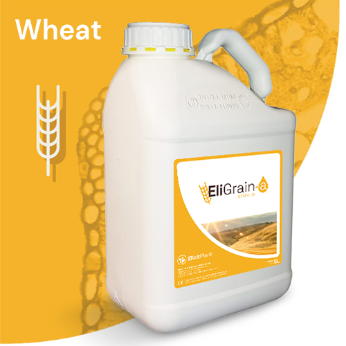 EliGrain-a wheat
