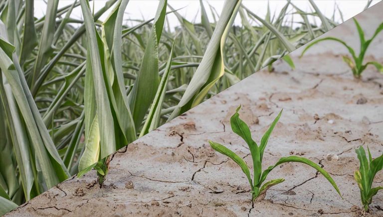 Differences between drought and drought stress for crops