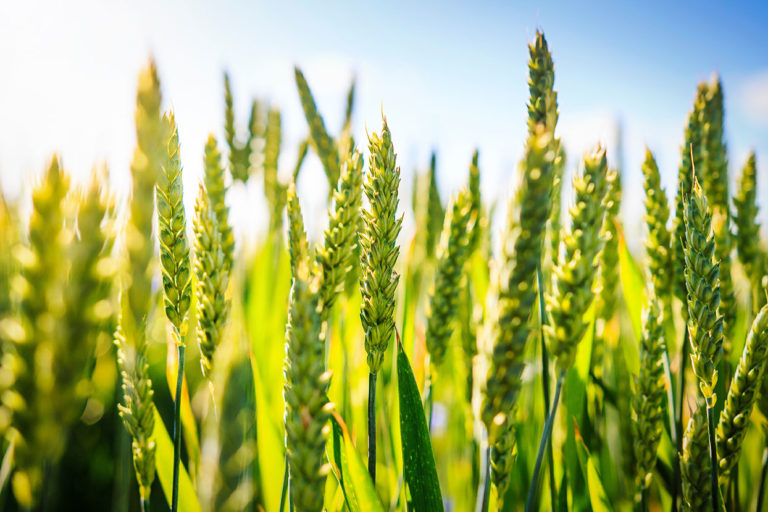 With EliGrain-a, wheat is more resistant and better withstands water shortage