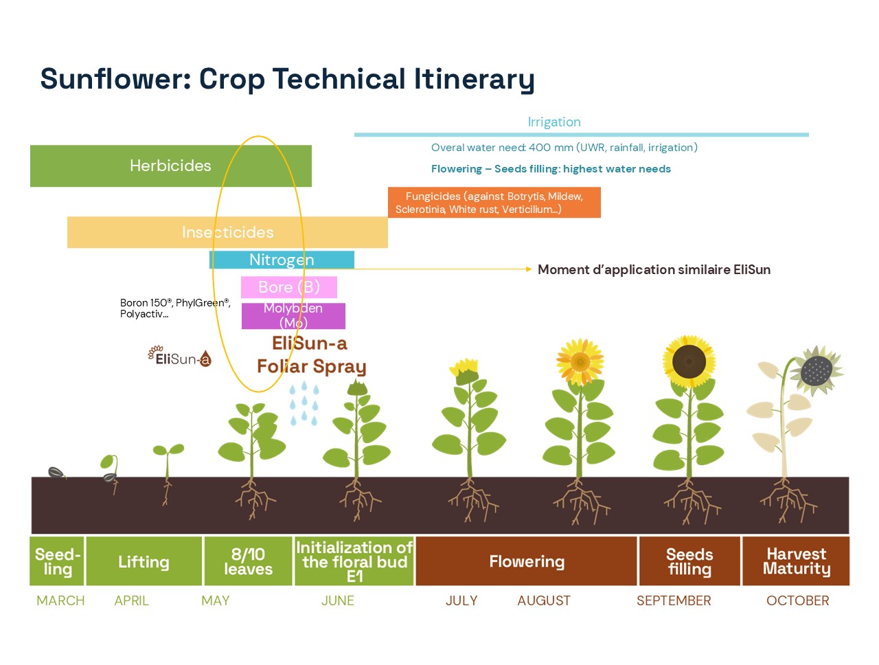 Sunflower itinerary