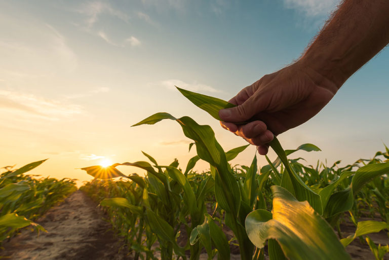 Best-a and EliZea protect corn from climate hazards