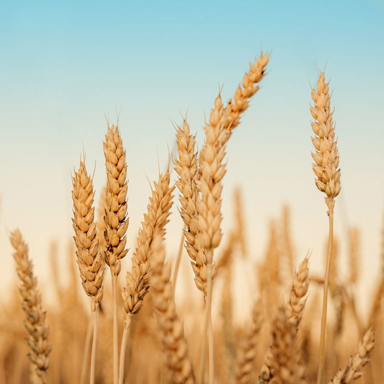 Cereal Crop