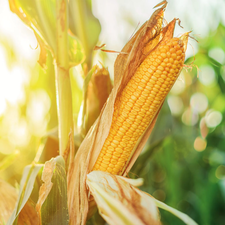 Corn crop