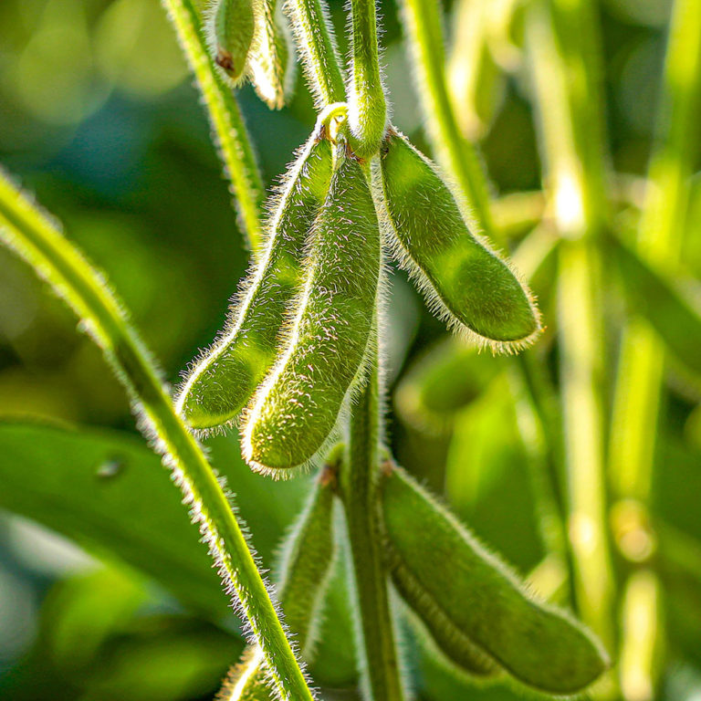 Soy Crop